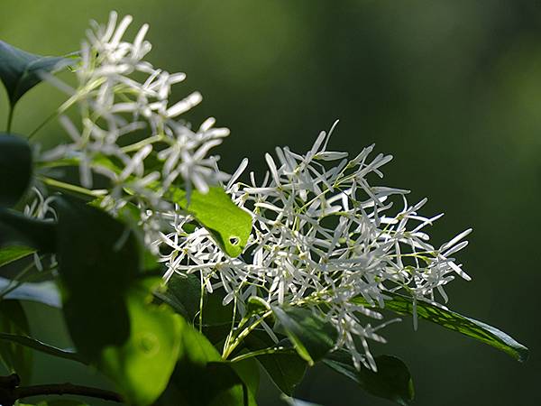 台灣‧宜蘭(二十七)‧礁溪三月花鳥(Jiaoxi Bird 台灣‧宜蘭(二十七)‧礁溪三月花鳥(Jiaoxi Bird