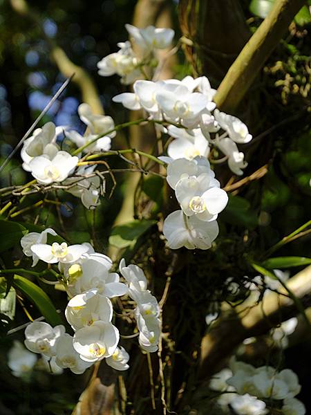 台灣‧宜蘭(二十七)‧礁溪三月花鳥(Jiaoxi Bird 台灣‧宜蘭(二十七)‧礁溪三月花鳥(Jiaoxi Bird