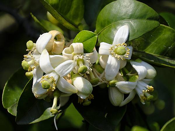 台灣‧宜蘭(二十七)‧礁溪三月花鳥(Jiaoxi Bird 台灣‧宜蘭(二十七)‧礁溪三月花鳥(Jiaoxi Bird