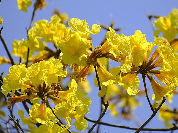 台灣‧宜蘭(二十七)‧礁溪三月花鳥(Jiaoxi Bird 台灣‧宜蘭(二十七)‧礁溪三月花鳥(Jiaoxi Bird