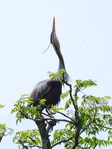 台灣‧宜蘭(二十七)‧礁溪三月花鳥(Jiaoxi Bird 台灣‧宜蘭(二十七)‧礁溪三月花鳥(Jiaoxi Bird