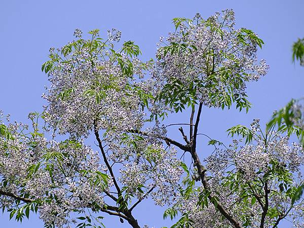 台灣‧宜蘭(二十七)‧礁溪三月花鳥(Jiaoxi Bird 台灣‧宜蘭(二十七)‧礁溪三月花鳥(Jiaoxi Bird