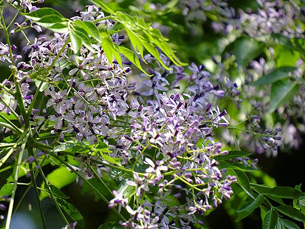 台灣‧宜蘭(二十七)‧礁溪三月花鳥(Jiaoxi Bird 台灣‧宜蘭(二十七)‧礁溪三月花鳥(Jiaoxi Bird