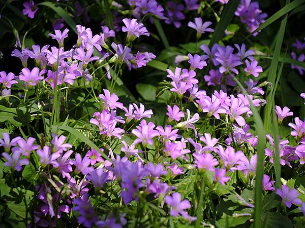 台灣‧宜蘭(二十七)‧礁溪三月花鳥(Jiaoxi Bird 台灣‧宜蘭(二十七)‧礁溪三月花鳥(Jiaoxi Bird