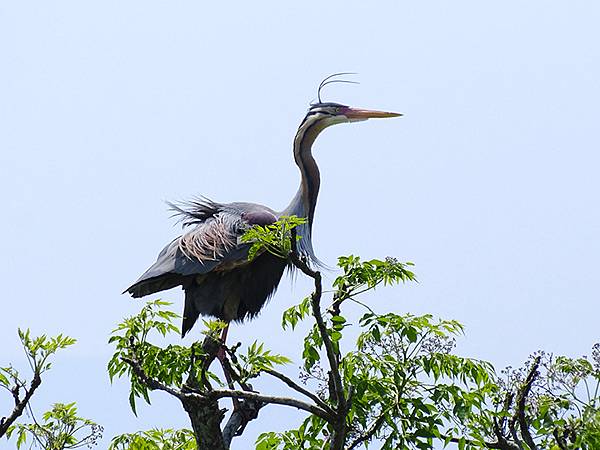 台灣‧宜蘭(二十七)‧礁溪三月花鳥(Jiaoxi Bird 台灣‧宜蘭(二十七)‧礁溪三月花鳥(Jiaoxi Bird