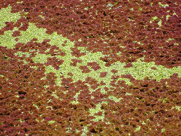 台灣‧宜蘭(二十七)‧礁溪三月花鳥(Jiaoxi Bird 台灣‧宜蘭(二十七)‧礁溪三月花鳥(Jiaoxi Bird