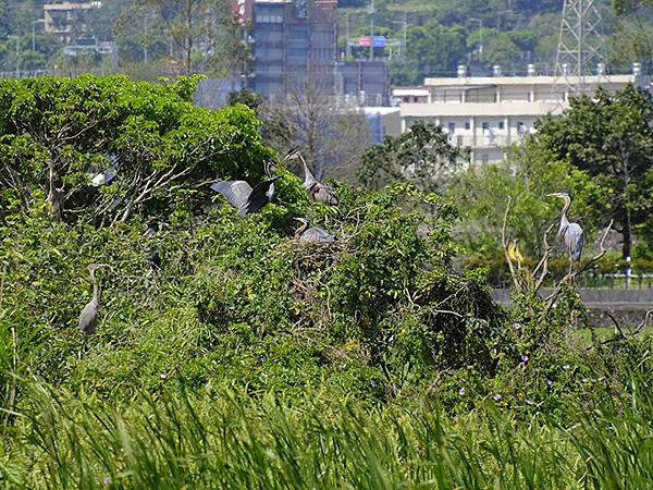 台灣‧宜蘭(二十七)‧礁溪三月花鳥(Jiaoxi Bird 台灣‧宜蘭(二十七)‧礁溪三月花鳥(Jiaoxi Bird