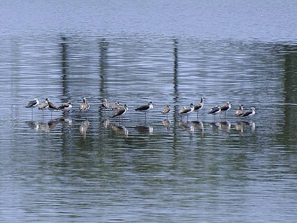 台灣‧宜蘭(二十七)‧礁溪三月花鳥(Jiaoxi Bird 台灣‧宜蘭(二十七)‧礁溪三月花鳥(Jiaoxi Bird