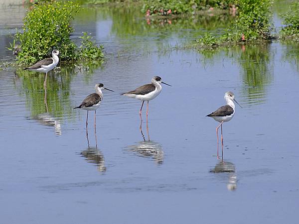 台灣‧宜蘭(二十七)‧礁溪三月花鳥(Jiaoxi Bird 台灣‧宜蘭(二十七)‧礁溪三月花鳥(Jiaoxi Bird