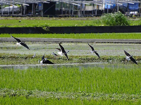 台灣‧宜蘭(二十七)‧礁溪三月花鳥(Jiaoxi Bird 台灣‧宜蘭(二十七)‧礁溪三月花鳥(Jiaoxi Bird
