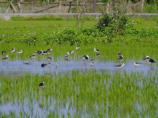 台灣‧宜蘭(二十七)‧礁溪三月花鳥(Jiaoxi Bird 台灣‧宜蘭(二十七)‧礁溪三月花鳥(Jiaoxi Bird