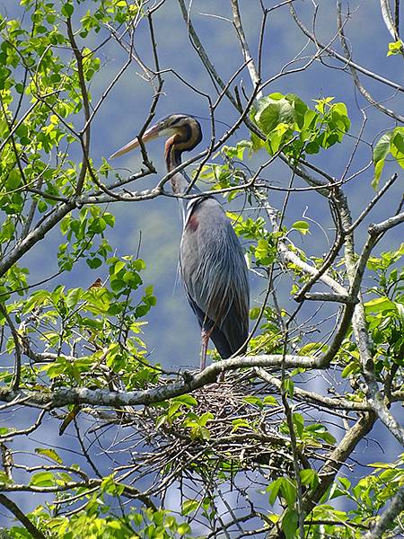 台灣‧宜蘭(二十七)‧礁溪三月花鳥(Jiaoxi Bird 台灣‧宜蘭(二十七)‧礁溪三月花鳥(Jiaoxi Bird