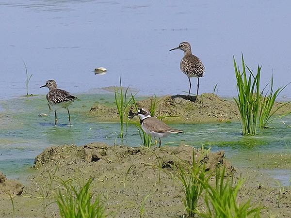台灣‧宜蘭(二十七)‧礁溪三月花鳥(Jiaoxi Bird 台灣‧宜蘭(二十七)‧礁溪三月花鳥(Jiaoxi Bird