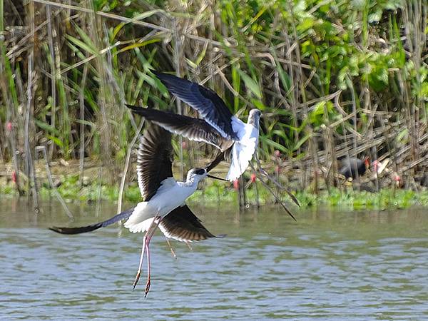 台灣‧宜蘭(二十七)‧礁溪三月花鳥(Jiaoxi Bird 台灣‧宜蘭(二十七)‧礁溪三月花鳥(Jiaoxi Bird