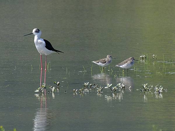 台灣‧宜蘭(二十七)‧礁溪三月花鳥(Jiaoxi Bird 台灣‧宜蘭(二十七)‧礁溪三月花鳥(Jiaoxi Bird