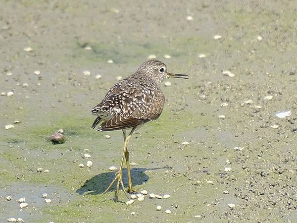 台灣‧宜蘭(二十七)‧礁溪三月花鳥(Jiaoxi Bird 台灣‧宜蘭(二十七)‧礁溪三月花鳥(Jiaoxi Bird