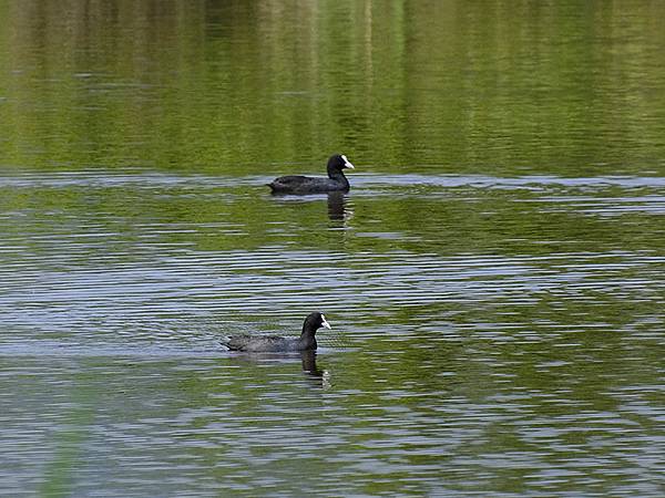 台灣‧宜蘭(二十七)‧礁溪三月花鳥(Jiaoxi Bird 台灣‧宜蘭(二十七)‧礁溪三月花鳥(Jiaoxi Bird