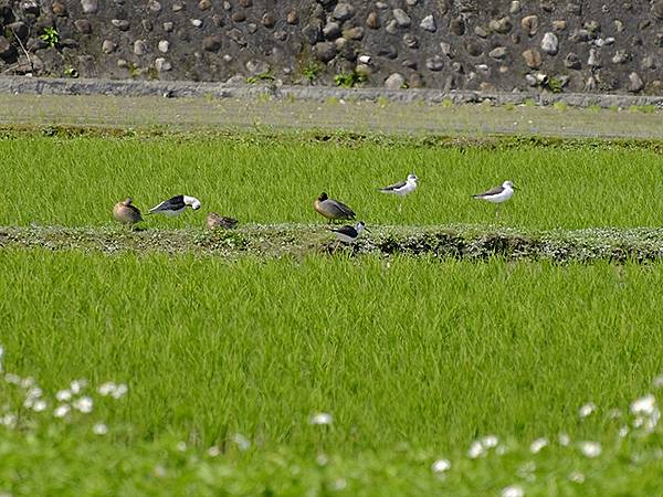 台灣‧宜蘭(二十七)‧礁溪三月花鳥(Jiaoxi Bird 台灣‧宜蘭(二十七)‧礁溪三月花鳥(Jiaoxi Bird