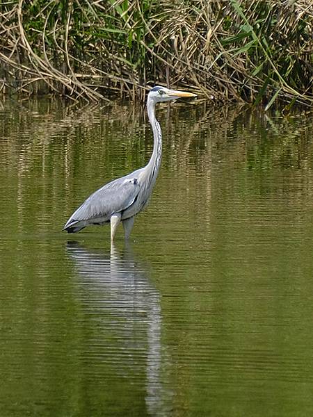台灣‧宜蘭(二十七)‧礁溪三月花鳥(Jiaoxi Bird 台灣‧宜蘭(二十七)‧礁溪三月花鳥(Jiaoxi Bird