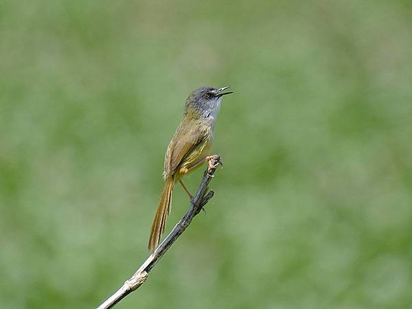 台灣‧宜蘭(二十七)‧礁溪三月花鳥(Jiaoxi Bird 台灣‧宜蘭(二十七)‧礁溪三月花鳥(Jiaoxi Bird