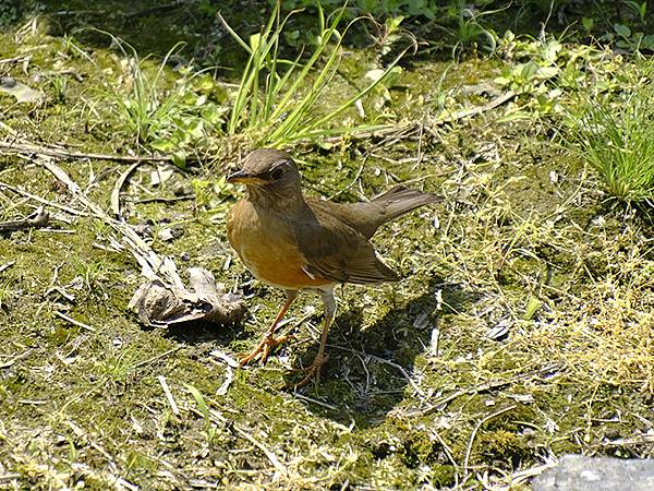 台灣‧宜蘭(二十七)‧礁溪三月花鳥(Jiaoxi Bird 台灣‧宜蘭(二十七)‧礁溪三月花鳥(Jiaoxi Bird