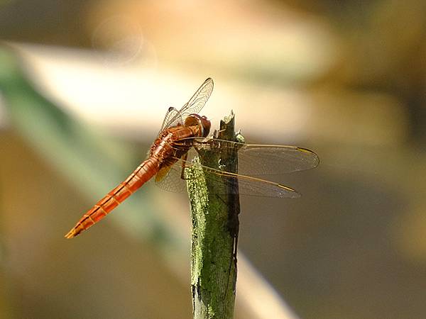 台灣‧宜蘭(二十七)‧礁溪三月花鳥(Jiaoxi Bird 台灣‧宜蘭(二十七)‧礁溪三月花鳥(Jiaoxi Bird
