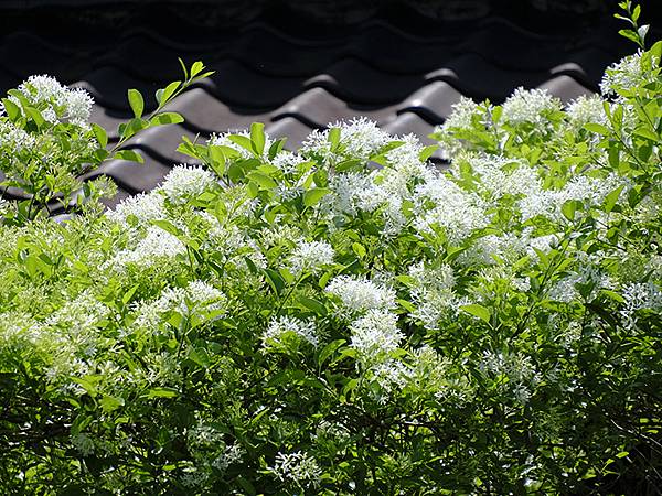 台灣‧宜蘭(二十八)‧羅東三月花鳥(Luodong Bird