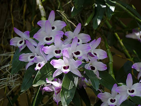 台灣‧宜蘭(二十八)‧羅東三月花鳥(Luodong Bird
