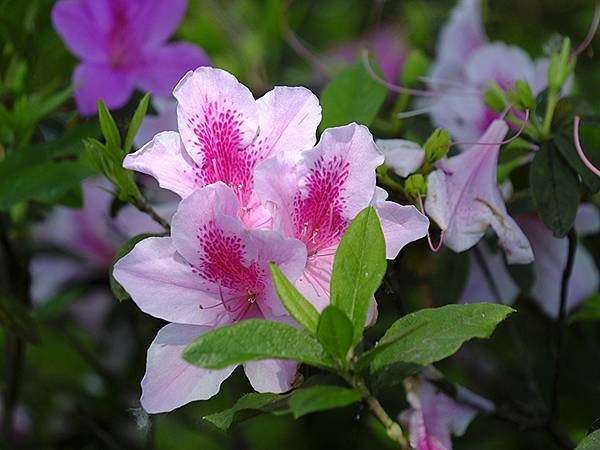 台灣‧宜蘭(二十八)‧羅東三月花鳥(Luodong Bird