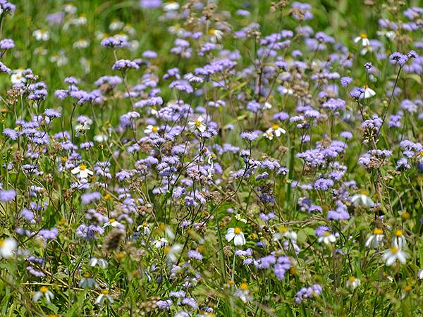 台灣‧宜蘭(二十八)‧羅東三月花鳥(Luodong Bird