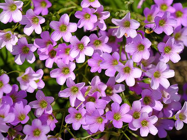 台灣‧宜蘭(二十八)‧羅東三月花鳥(Luodong Bird