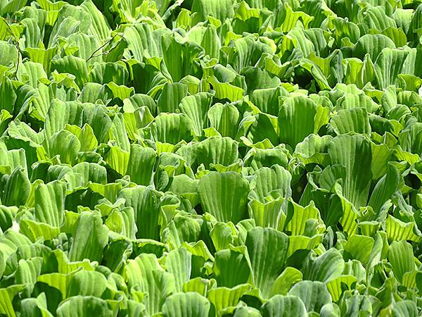 台灣‧宜蘭(二十八)‧羅東三月花鳥(Luodong Bird