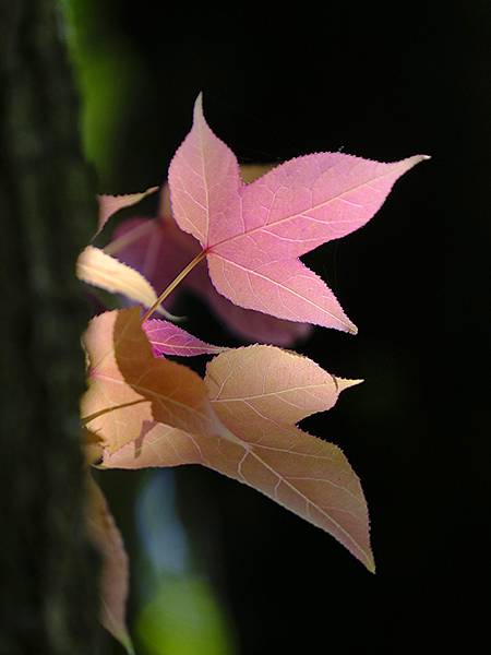 台灣‧宜蘭(二十八)‧羅東三月花鳥(Luodong Bird