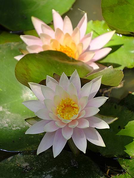 台灣‧宜蘭(二十八)‧羅東三月花鳥(Luodong Bird