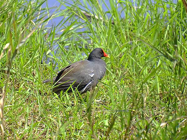 台灣‧宜蘭(二十八)‧羅東三月花鳥(Luodong Bird