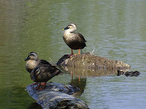 台灣‧宜蘭(二十八)‧羅東三月花鳥(Luodong Bird