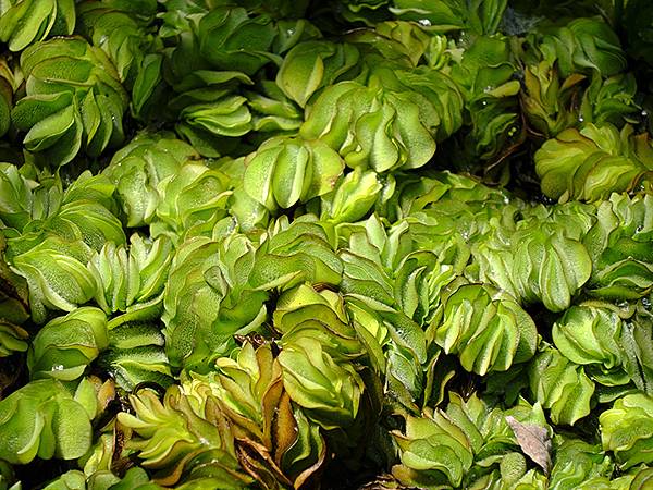 台灣‧宜蘭(二十八)‧羅東三月花鳥(Luodong Bird