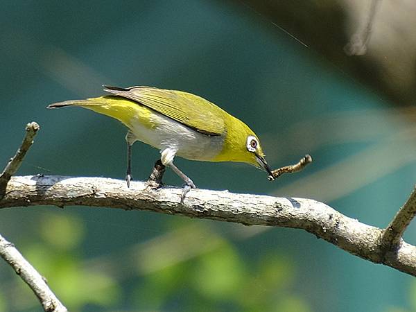 台灣‧宜蘭(二十八)‧羅東三月花鳥(Luodong Bird