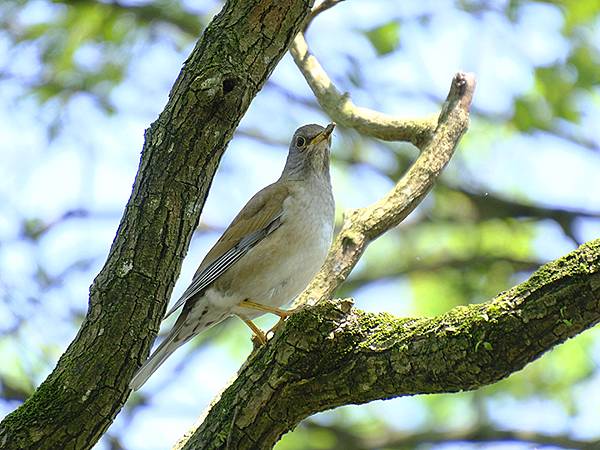 台灣‧宜蘭(二十八)‧羅東三月花鳥(Luodong Bird