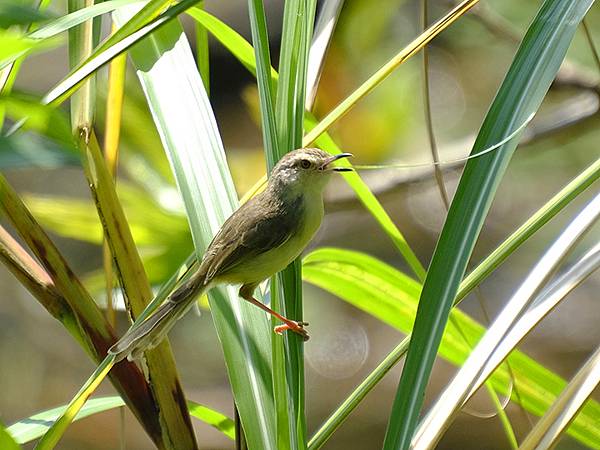 台灣‧宜蘭(二十八)‧羅東三月花鳥(Luodong Bird