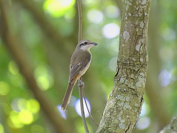 台灣‧宜蘭(二十八)‧羅東三月花鳥(Luodong Bird