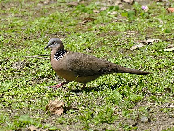 台灣‧宜蘭(二十八)‧羅東三月花鳥(Luodong Bird