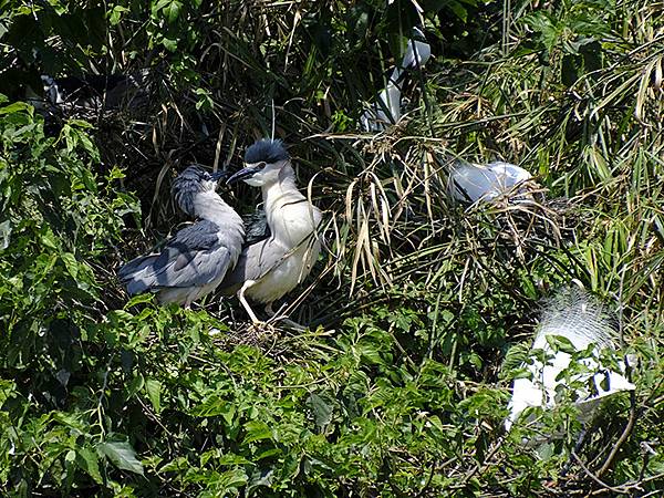 台灣‧宜蘭(二十八)‧羅東三月花鳥(Luodong Bird