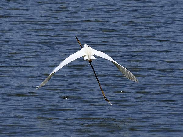 台灣‧宜蘭(二十八)‧羅東三月花鳥(Luodong Bird