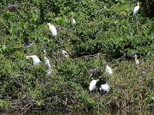 台灣‧宜蘭(二十八)‧羅東三月花鳥(Luodong Bird
