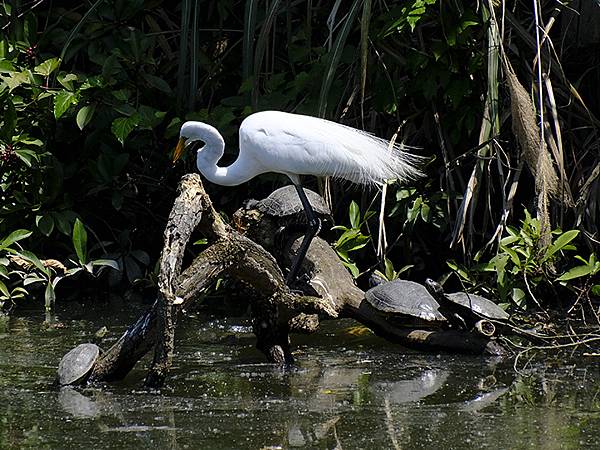 台灣‧宜蘭(二十八)‧羅東三月花鳥(Luodong Bird