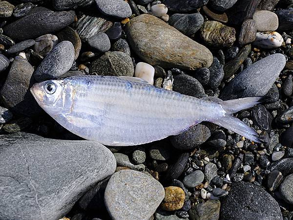 台灣‧宜蘭(二十八)‧羅東三月花鳥(Luodong Bird