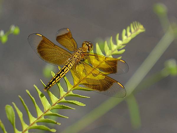 台灣‧嘉義(二十三)‧埤子頭植物園(Beizitou Bot
