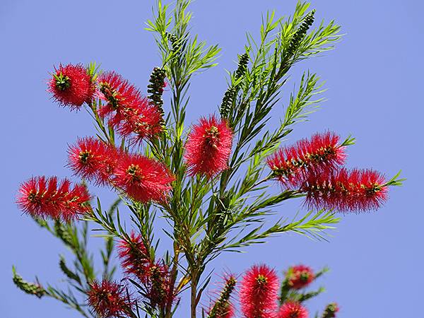 台灣‧嘉義(二十三)‧埤子頭植物園(Beizitou Bot