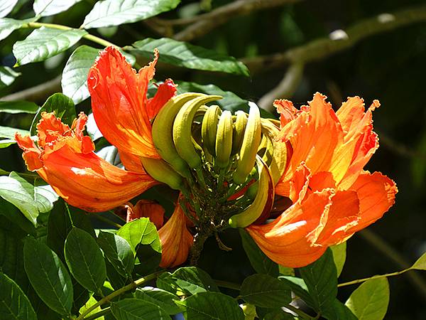 台灣‧嘉義(二十三)‧埤子頭植物園(Beizitou Bot